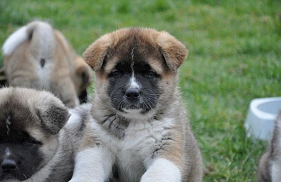 Pups geboren op 1 februari 2014!