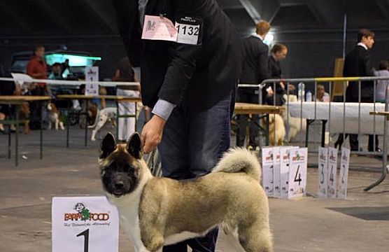 Dogshow Mechelen