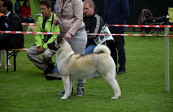 Akitaclubshow België