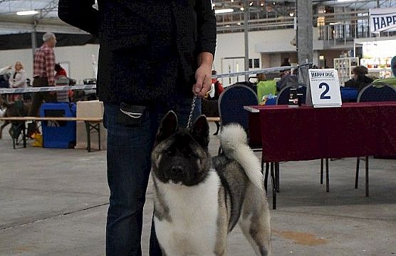 Dogshow Bleiswijk