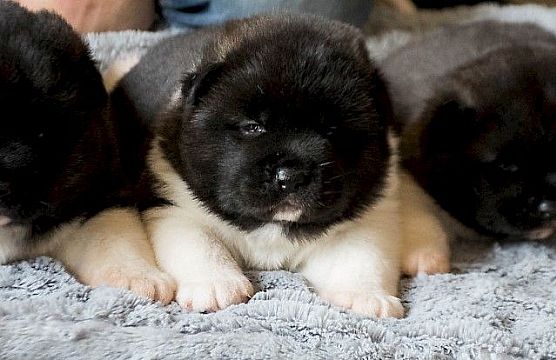 Puppies geboren