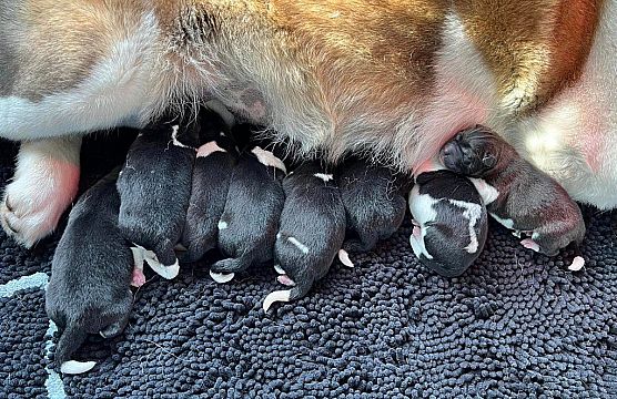 Puppies geboren op 19 februari 2025!